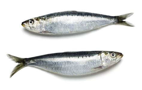 sardine